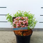 Ruža (Rosea) ´CUTIE PIE´ - výška 10-20 cm, kont. C2L